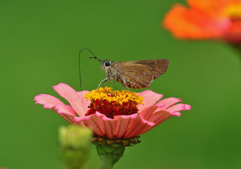 Brazilian Skipper